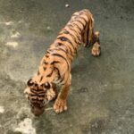 Lagi, Harimau Mati di Medan Zoo