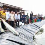 Kunjungi Lingga, Gubernur Ansar Apresiasi Budidaya Udang Vaname di Desa Tinjul Kecamatan Singkep Barat