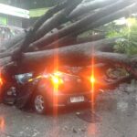 Pohon di SPBU Baloi Kolam Batam Tumbang Timpa Mobil Parkir, Pengendara Tewas