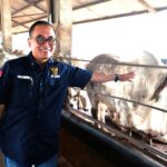 Ridwan Kamil Support Terobosan Brilian Peternak Sapi Arie Triyono