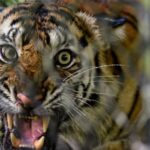 Dua Harimau Sumatra Dilepasliarkan di Kawasan Taman Nasional Gunung Leuser