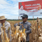 Walhi Ragukan Klaim Pemerintah Soal Panen Raya Jagung di Gunung Mas Kalteng