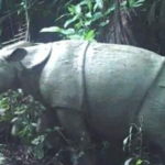 Seekor Badak Jawa Ditemukan di Taman Nasional Ujung Kulon