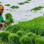 Pemerintah Undang Petani China Garap Lahan Satu Juta Hektare di Kabupaten Pulang Pisang Kalteng 