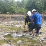 PT Timah Tanam 2.500 Pohon Mangrove di Pantai Gemuruh Karimun