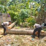 Dihantam Angin Kencang, Pohon Durian Tumbang Timpa Rumah Syamsuddin di Warga Kecamatan Buru Karimun