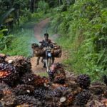 Indonesia Prihatin Soal Regulasi UU Deforestasi Uni Eropa yang Dinilai Mendiskriminasi Industri Minyak Sawit 