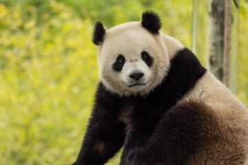 Dua Ekor Panda Berangkat dari China Menuju Ibu Kota AS