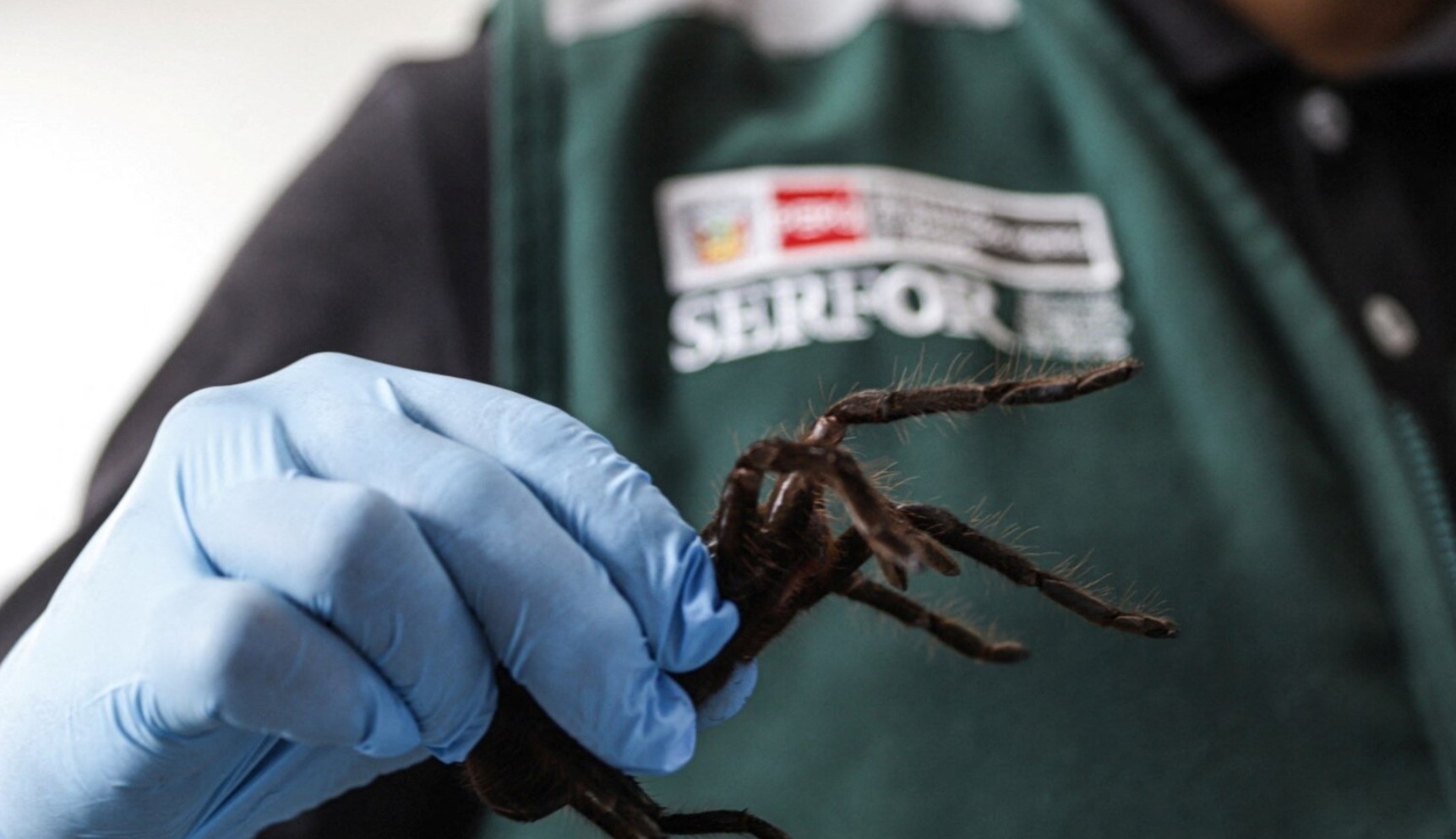 Selundupkan 320 Tarantula Amazon ke Korea Selatan, Seorang Pria Ditahan di Peru