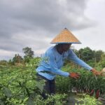 Di Tangan Kelompok Bahagia Tani Sebong Pereh Bintan, Lahan Bauksit Jadi Kebun Cabe Subur