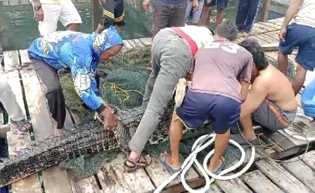 Jebolnya Tanggul Penangkaran Buaya Milik PT PJK Ganggu Wisata Bahari…