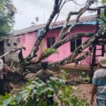 Hujan Lebat, Pohon Rambutan Tumbang Timpa Rumah Warga di Bintan Timur