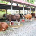 Semarak Idul Adha 1445 H, BP Batam Gelar Pemotongan Hewan Qurban