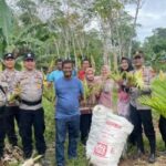 Kapolsek Singkep Barat Pimpin Panen Perdana Jagung Paragon di Desa Sungai Raya