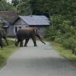 Dua Gajah Liar Masuk ke Permukiman Warga di Aceh Barat