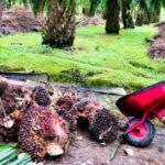 Pemerintah Diminta Tidak Membebani Petani Sawit Mandiri