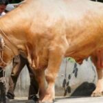 Sapi Kurban Presiden Prabowo Disembelih di Masjid Al-Amin Tulang Bawang Tengah