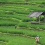 Petani Milenial di Banten Masih Minim, Pemprov Dorong Lewat Program Jalan Usaha Tani