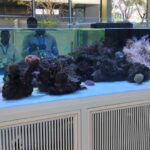 China Perkuat Upaya Restorasi Terumbu Karang Lewat Riset dan Kerja Sama Internasional