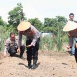 Kapolres Karimun AKBP Robby Topan Manusiwa Tanam Jagung di Parit Rampak Meral