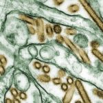 Australia Siapkan Dana Rp127 Miliar untuk Cegah Wabah Flu Burung H5