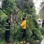 Hujan Deras dan Angin Kencang Landa Batam, Sejumlah Pohon Tumbang dan Rumah Warga Terdampak