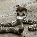 Pawang Ular Tewas Usai Duel, Begini Fakta Ilmiah King Kobra