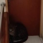 Seekor Macan Masuk ke Bangunan Hotel di Kota Bandung