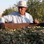 Penjualan Minyak Zaitun Palestina Meningkat di Inggris karena Solidaritas Konsumen