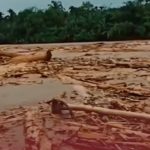 Pemerintah Diminta Benahi Tata Kelola Hutan Pasca Banjir Bandang