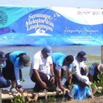 Sinar Mas Land Gelar Aksi Penanaman 5.500 Mangrove dan Pelepasan 100 Ekor Belangkas Tapal Kuda