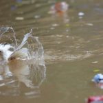 Kebocoran Pipa di Indore Picu Lonjakan Kasus Diare Mematikan