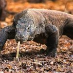 Indonesia–Jepang Sepakati Kerja Sama Konservasi Komodo Lewat Program Breeding Loan