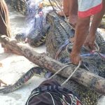 Evakuasi Dramatis Buaya Muara 4,1 Meter Terjerat Jaring Nelayan Tanjungpinang