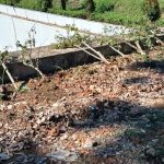 BP Batam Kecam Perusakan Puluhan Tanaman Bugenvil