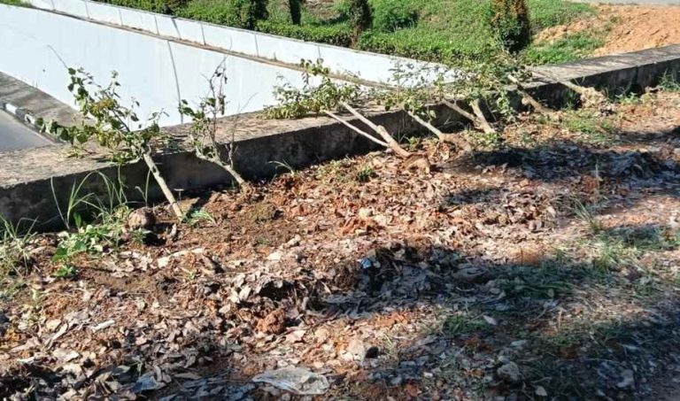 BP Batam Kecam Perusakan Puluhan Tanaman Bugenvil