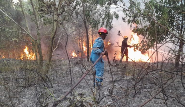 Cuaca Panas Disertai Angin Kencang, Damkar Tanjunguban Tangani Enam Karhutla