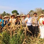 Wagub Nyanyang Panen Bersama Poktan Bintan Jaya, Dorong Penguatan Pertanian Kepri