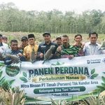 Panen Perdana 5.000 Nanas Tandai Keberhasilan Kelompok Bina Tani Tailong di Kundur
